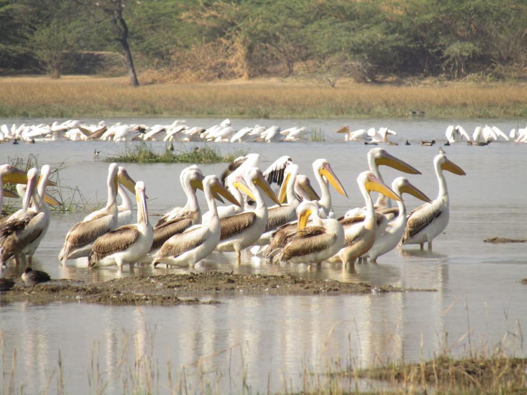 wetlands in rajasthan