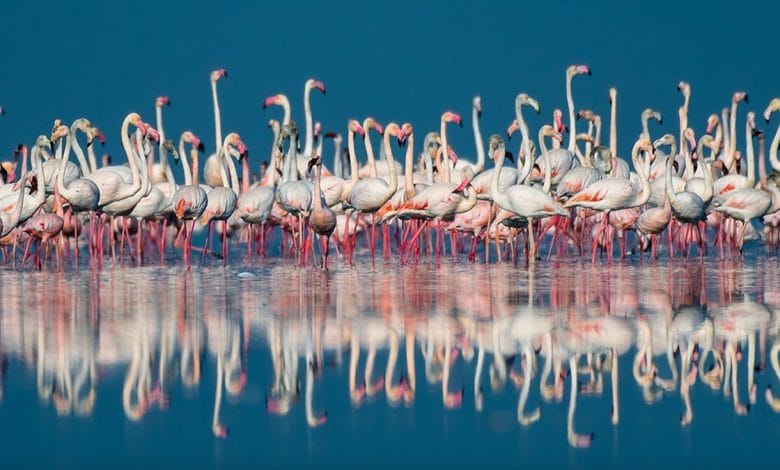 Sambhar Mahotsav 2025 to Showcase Rajasthan’s Culture